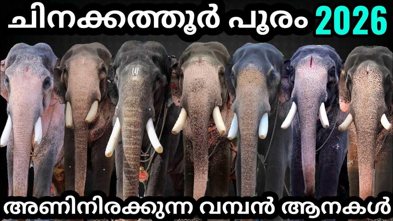 🤩ചിനക്കത്തൂർ പൂരത്തിന് വരുന്ന വമ്പൻ ആനകൾ🔥ചിനക്കത്തൂർപൂരം|Chinakkathoor Pooram 2026|RS Creations♥️