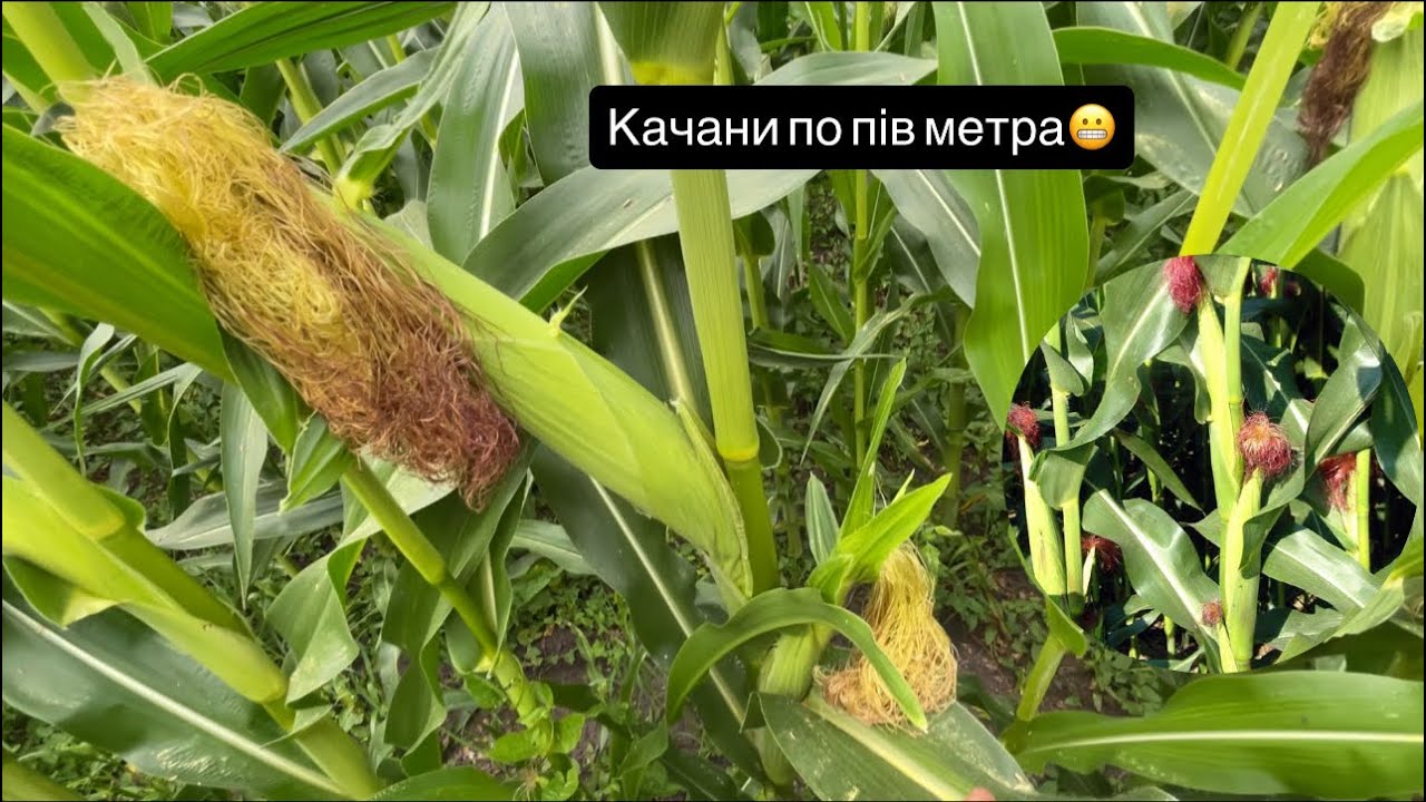 ДКС 4590 з білих мішків.  Я в шоці 🤯 Чи варто переплачувать за оригінал?🫣