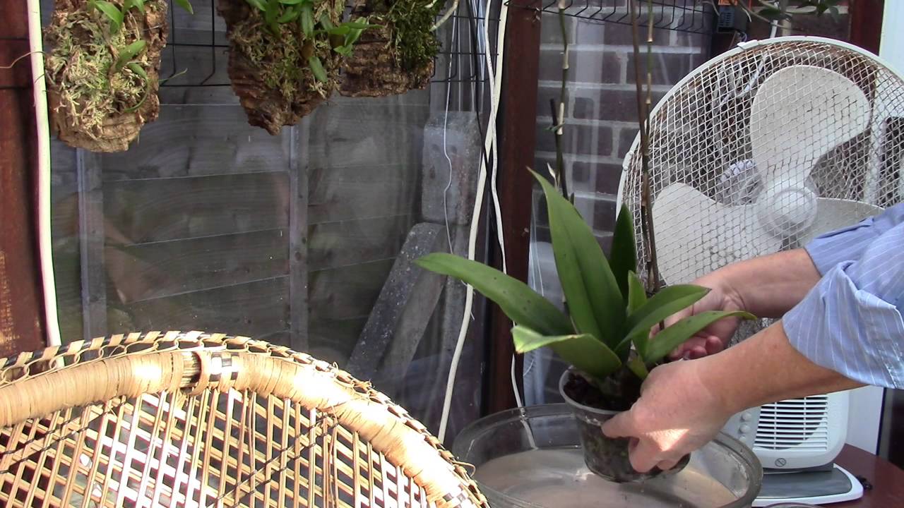 My Oncidiums