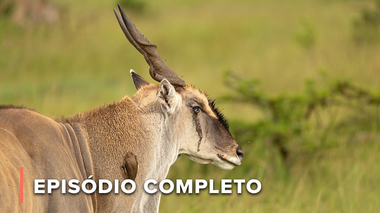 Elande preso resgatado: Como a equipe salva um antílope gigante | Diário de Ol Pejeta 110