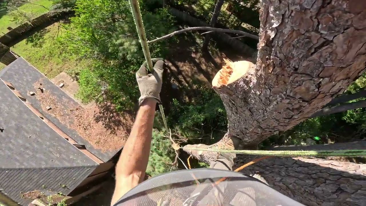 REMOVING PINE TREE NEAR A HOUSE