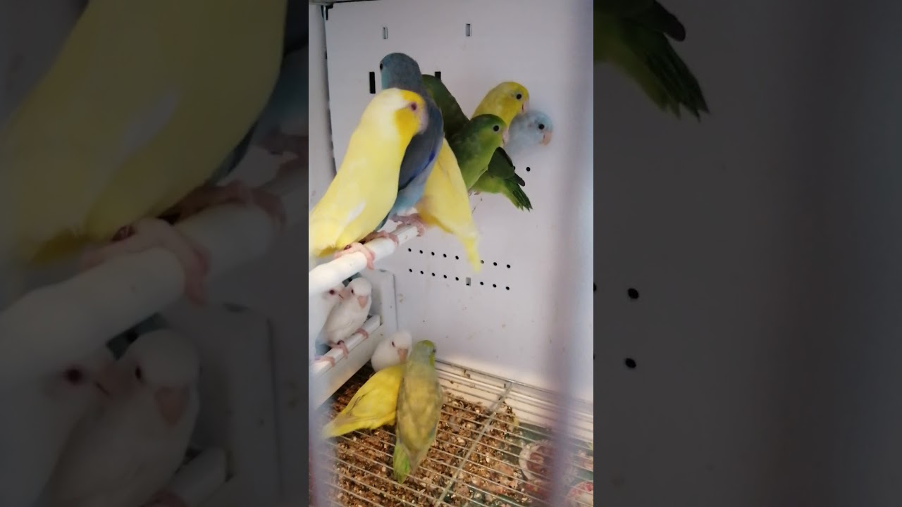 wróbliczki i kanarki