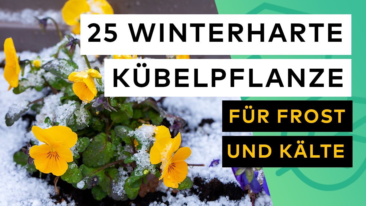 25 Winterharte Kübelpflanzen 🪴 für Frost und Kälte