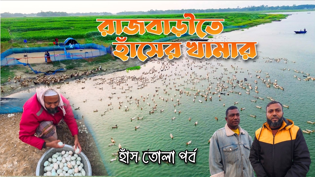 ছোট পরিসরে- সফল হাঁসের খামার- রাজবাড়ীতে // হাঁস তোলা পর্ব