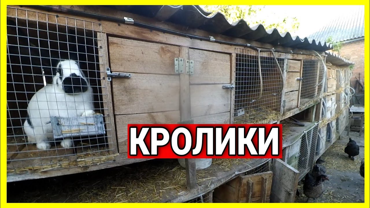 КРОЛИКИ🐰☘️