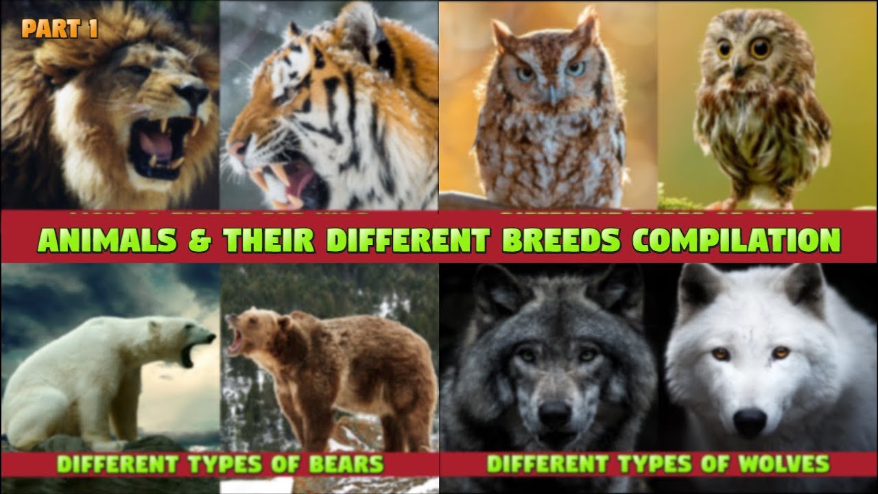 Animal Compilation for Kids Part 1: Different Animals and their Breeds #compilation #animalnames
