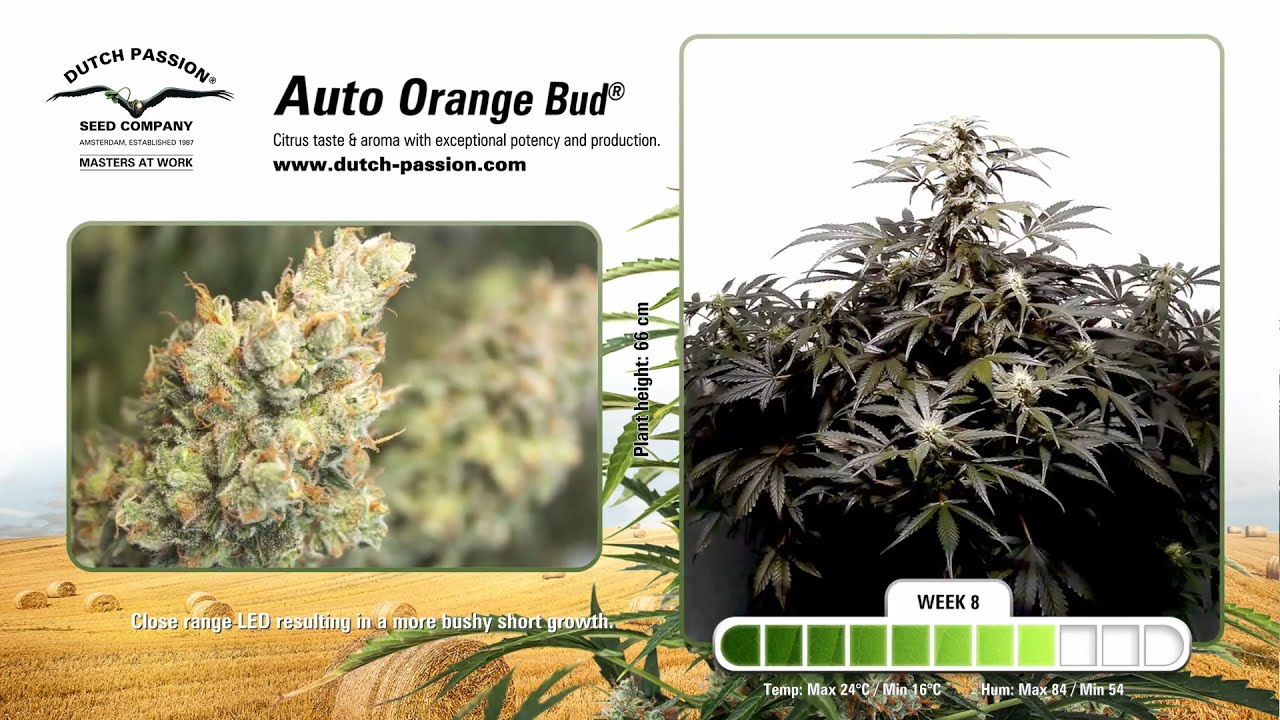 Auto Orange Bud&reg; Cannabis growing time lapse