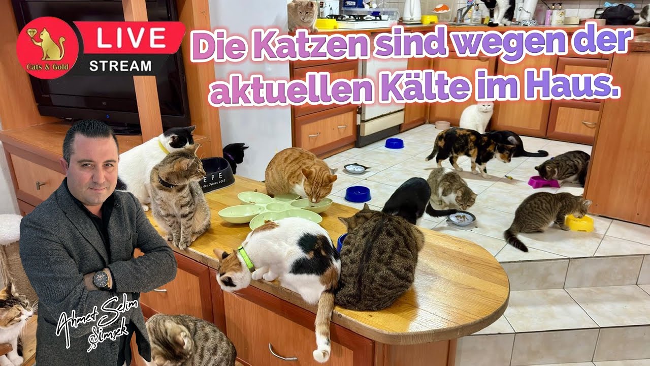 Die Katzen sind wegen der aktuellen Kälte im Haus.