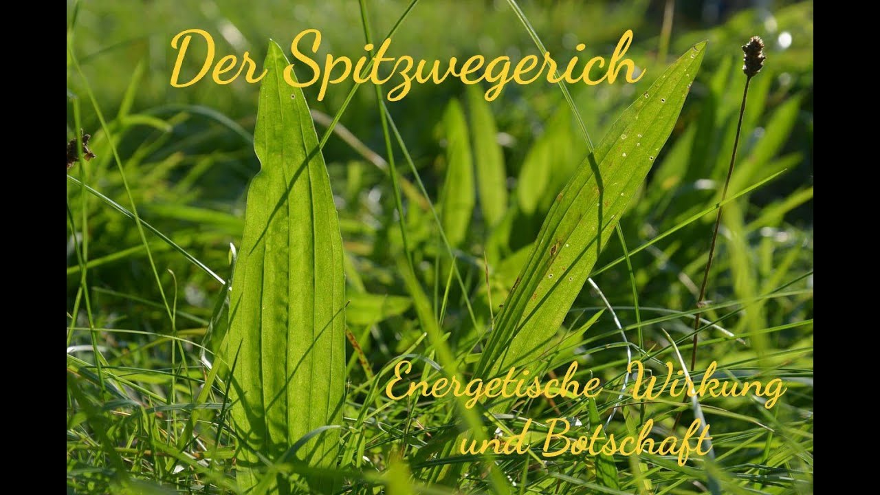 Der Spitzwegerich - Seine energetische Wirkung und Botschaft