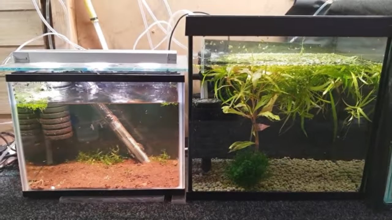 HOW TO BREED FISH FRY UPDATE.