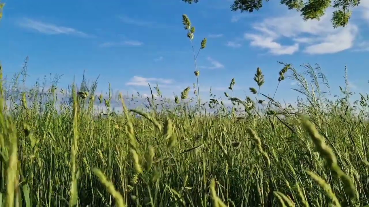Summer dreams with grasshopper song and wind #relaxation #nature #meadow