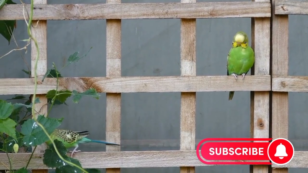 Beautiful World.❤️ amazing birds ⭐#shorts #ytshorts  Informative Channel deepworld.