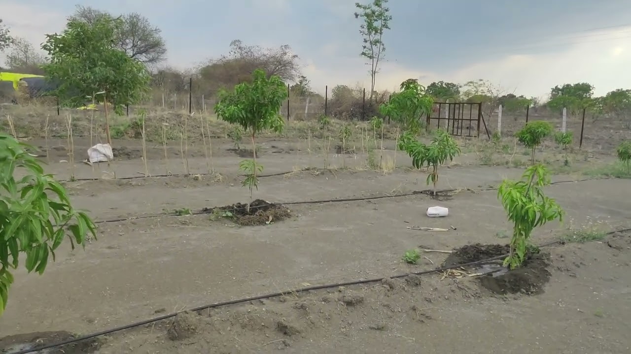 drip irrigation of mango farm