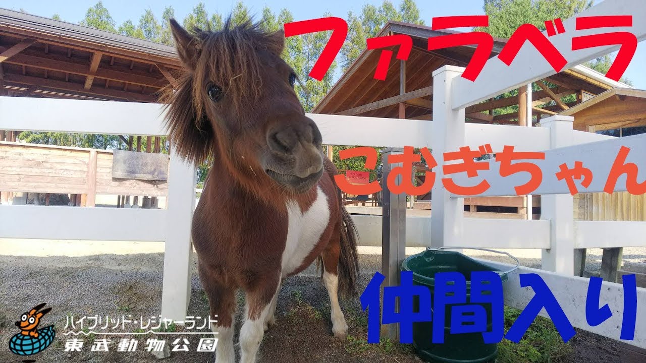 ファラベラのこむぎちゃんが仲間入り　東武動物公園