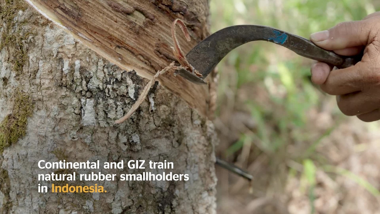 Responsibly Sourced Natural Rubber in Tire Production | Continental