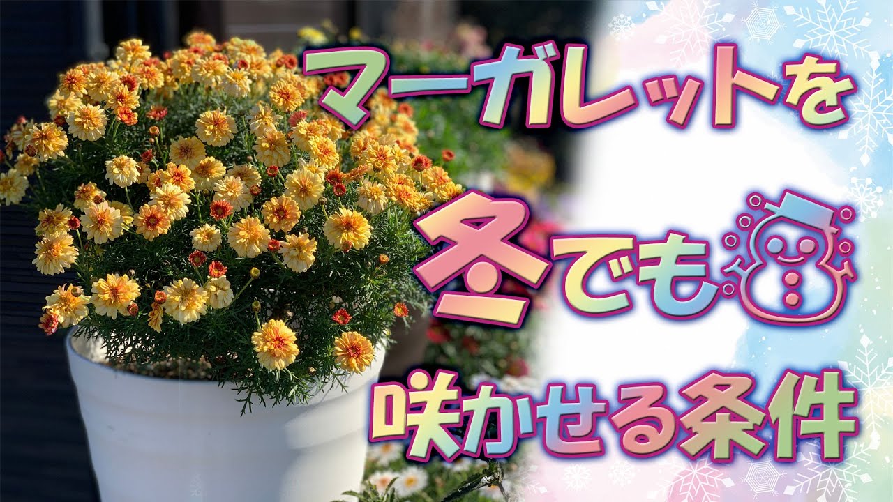 【真冬でも満開になります！】マーガレットを冬の間も咲かせ続ける方法教えます！