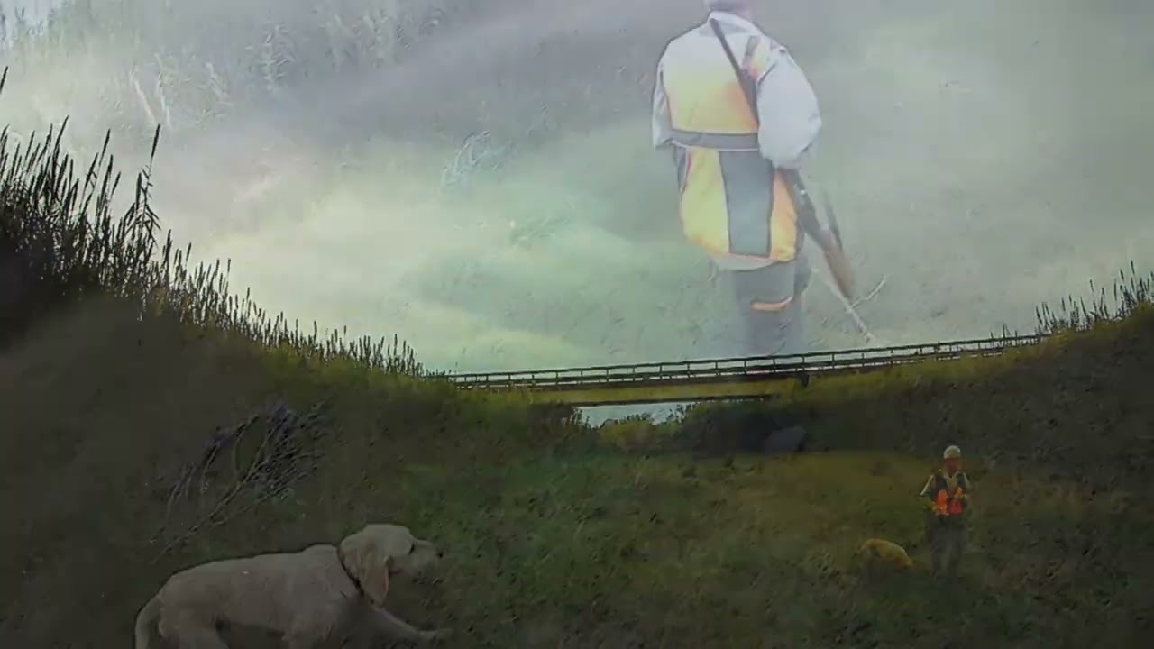 Caccia al cinghiale 2026