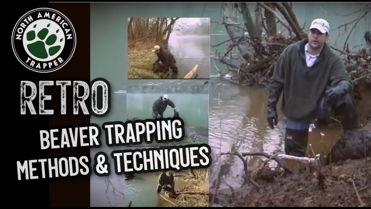 Beaver Trapping Methods and Techniques *RETRO*