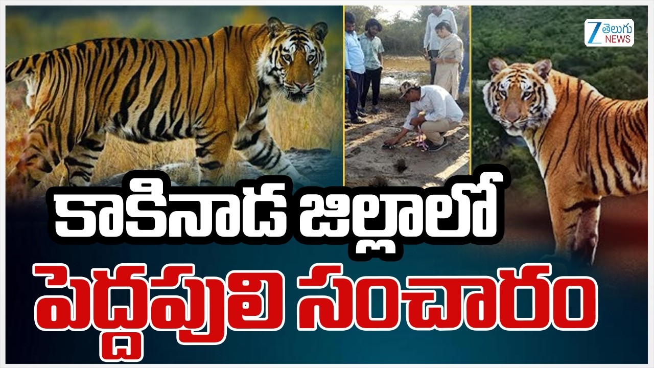 Tiger Roaming At Kakinada District | కాకినాడ జిల్లాలో పెద్దపులి సంచారం | ZEE Telugu News