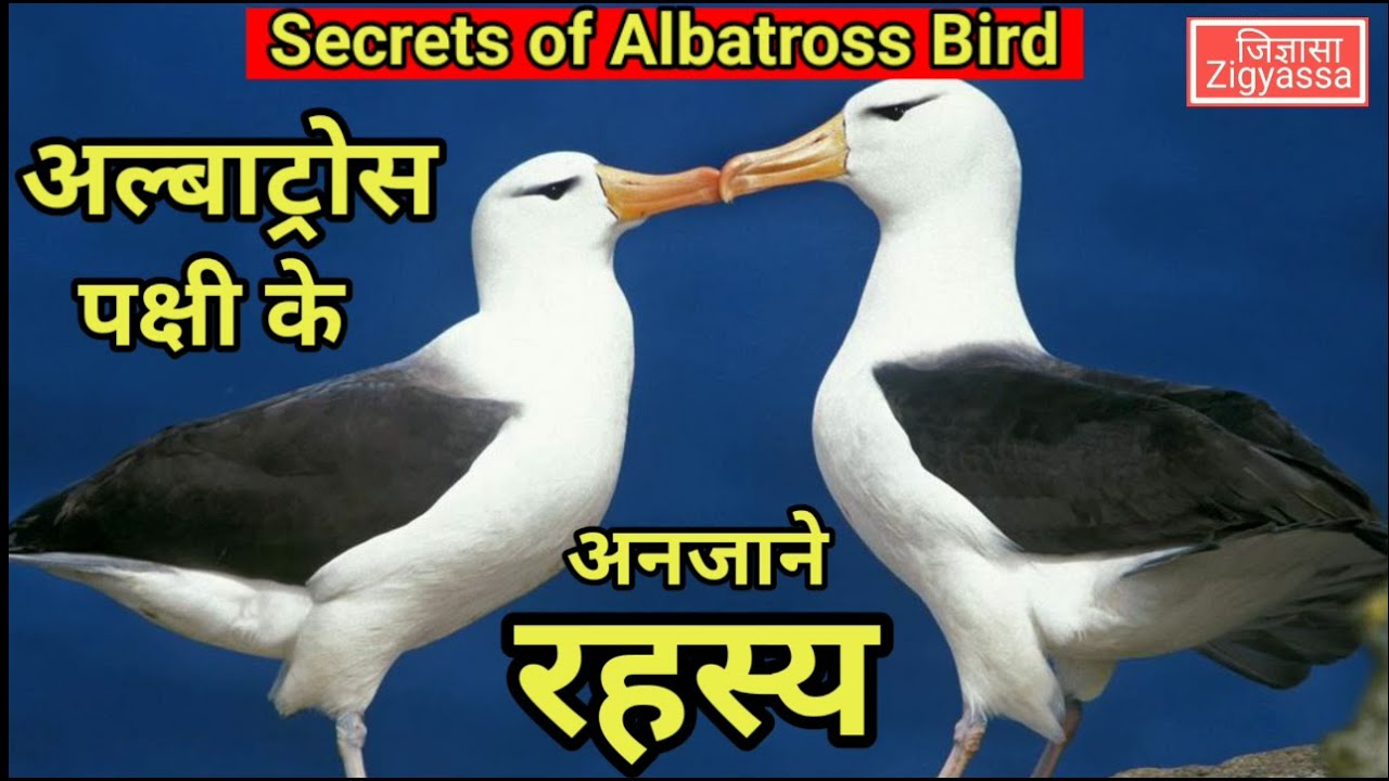 अल्बाट्रोस पक्षी के अनजाने रहस्य | Do you know these Secrets of Albatross bird?