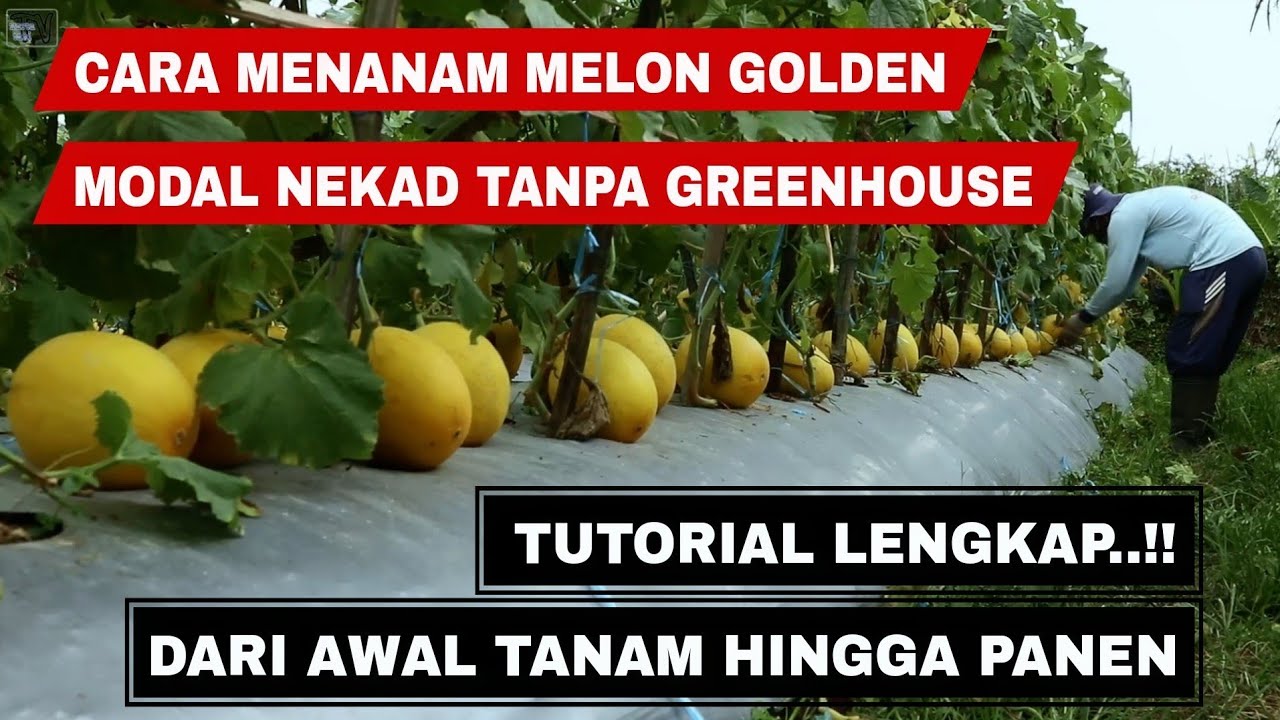 Cara menanam melon golden dari biji sampai panen