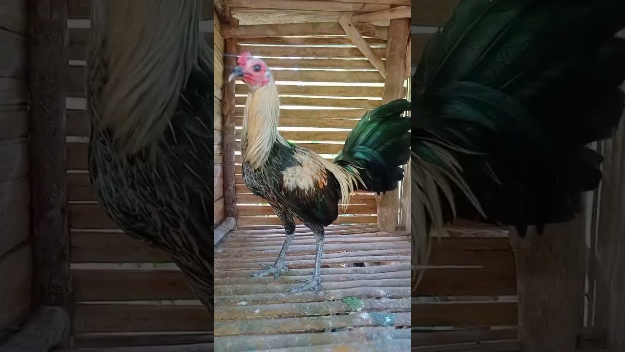 GILMORE HATCH GREY😊