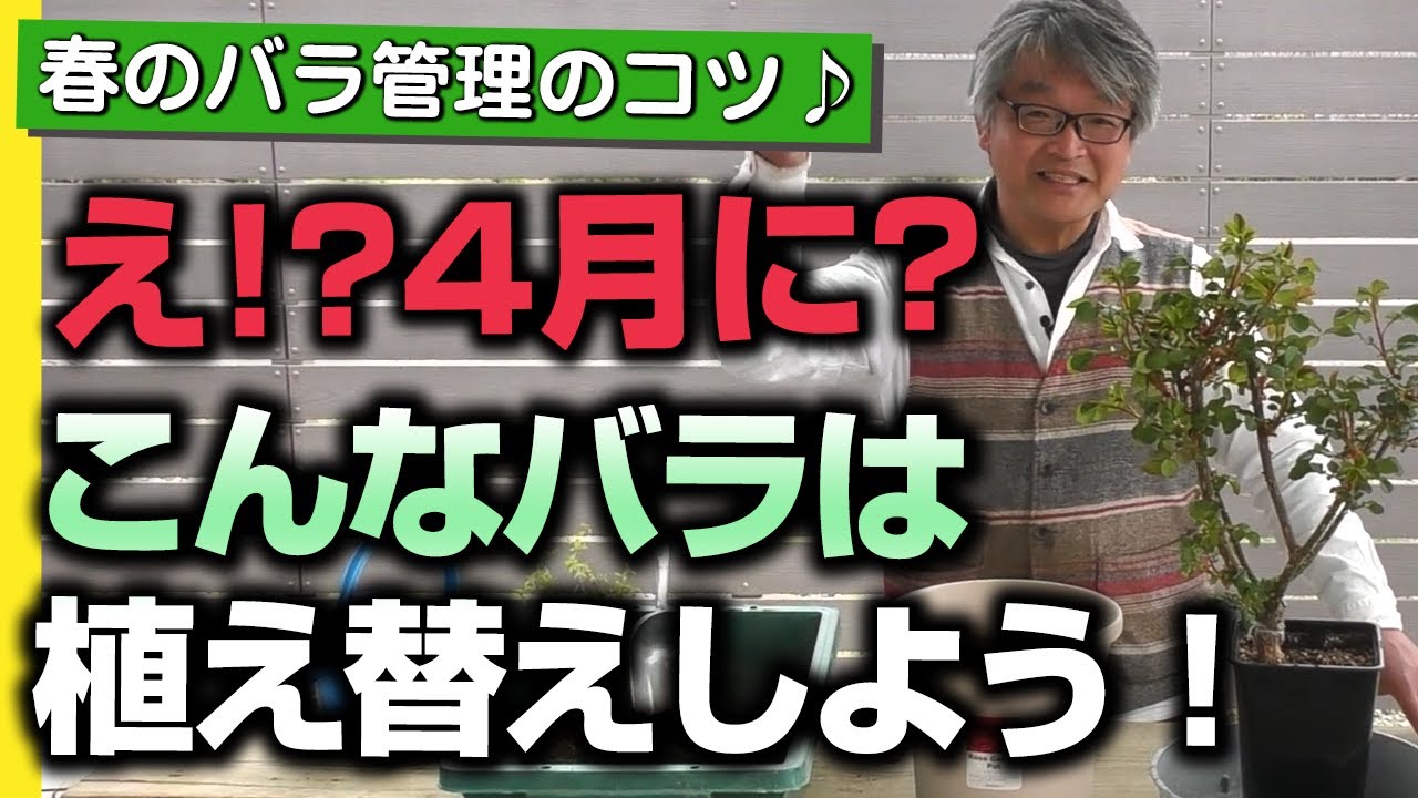 【バラの育て方】春のバラ管理のコツ♪え！？4月に？こんなバラは植え替えしよう！（2022年4月8日）