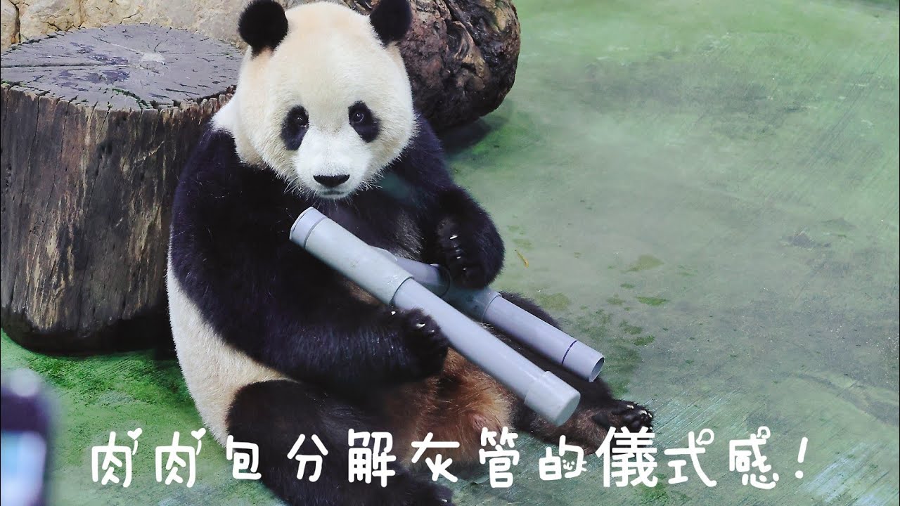 圓寶妹玩行豐，最後拆解開蓋成了儀式化！20240422