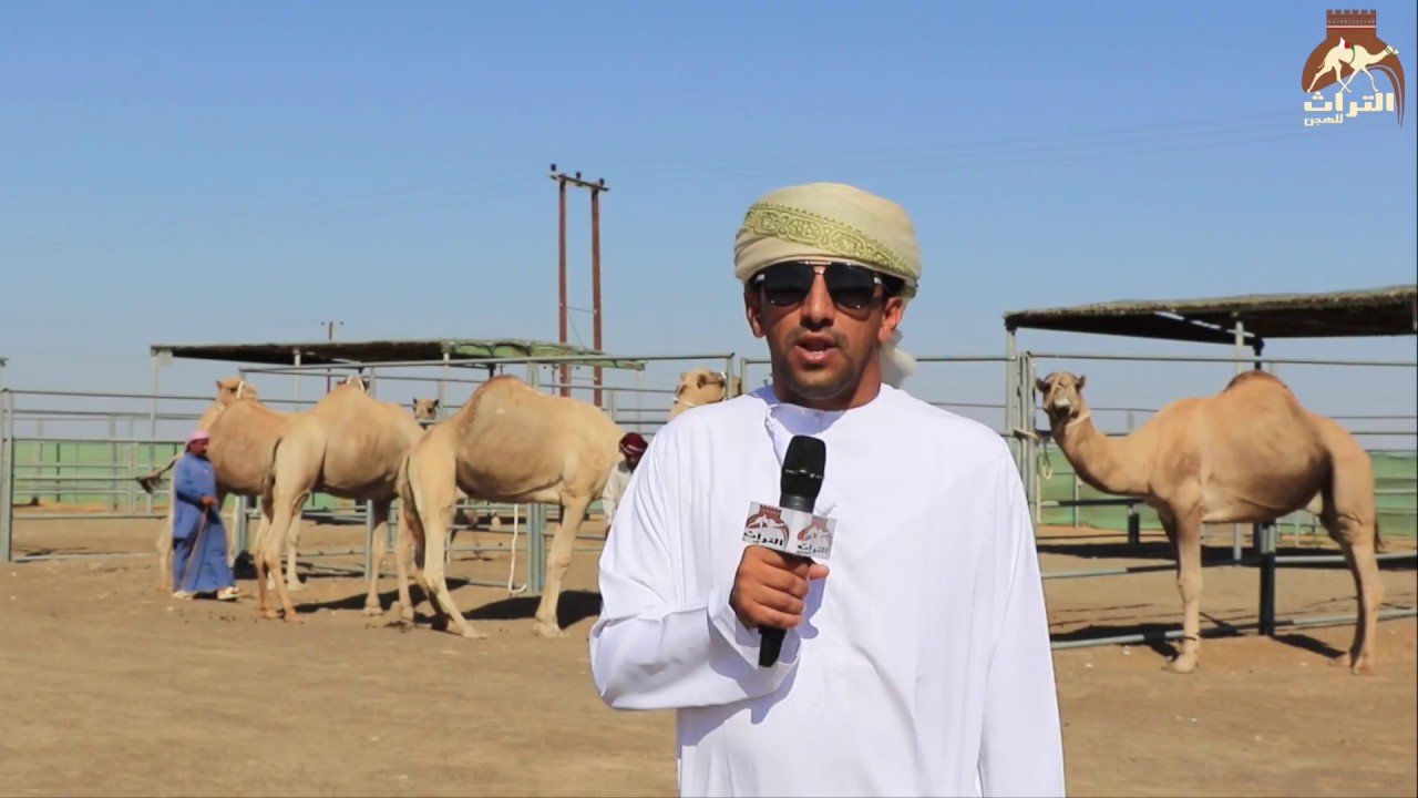 زيارة موقع التراث للهجن لمحمية السيد: علي بن حموده الظاهري- بمدينة العين