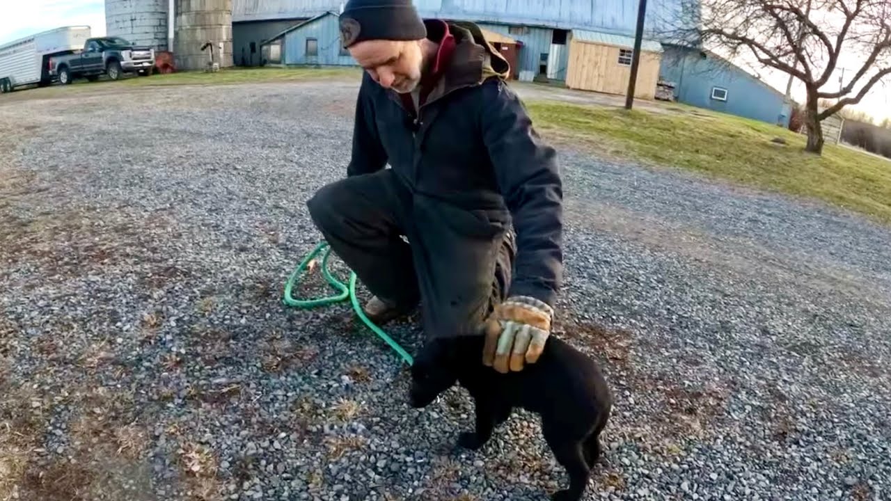 working DOGS with Jim??!! //  A new pup on the farm!! #564