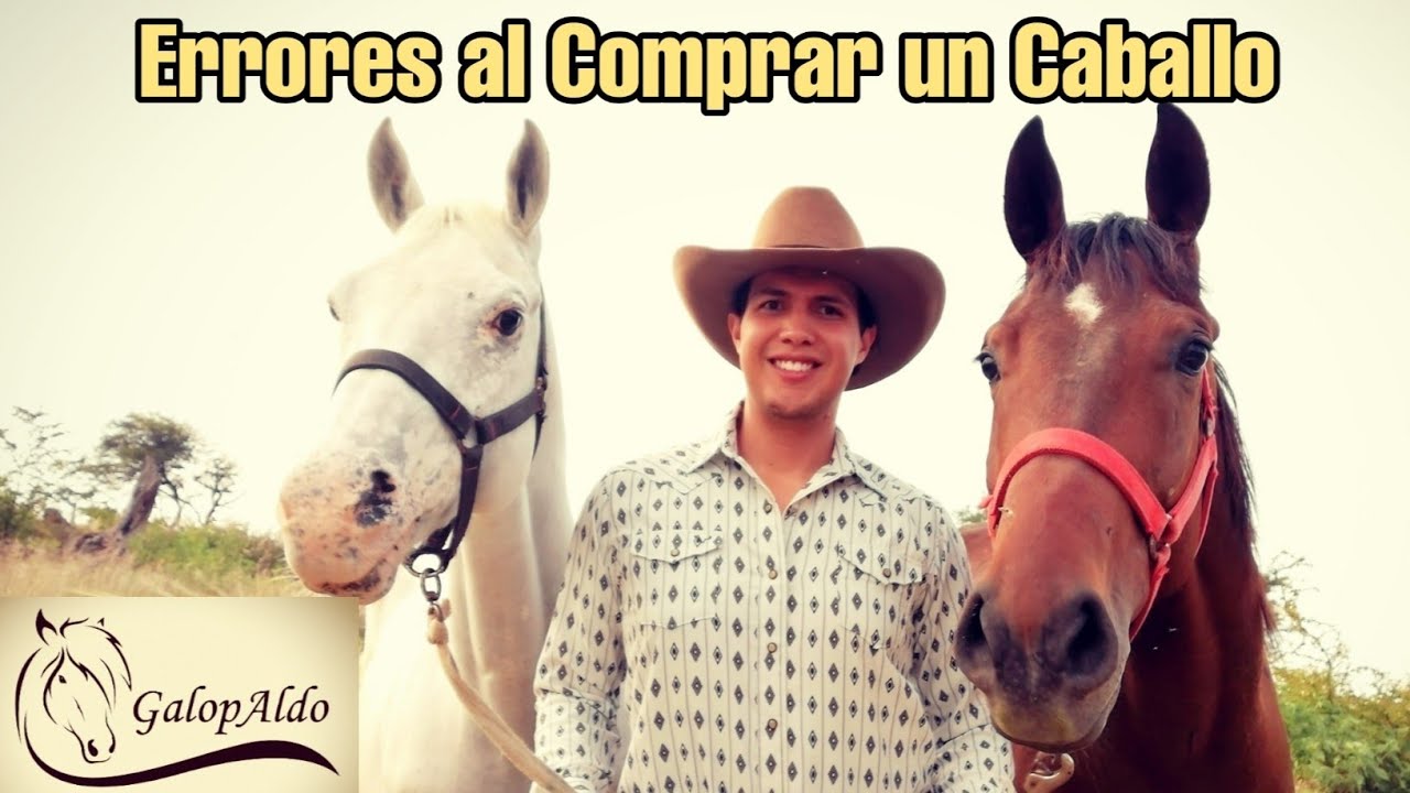 Errores T&iacute;picos y Consejos para Comprar un Caballo | GalopAldo