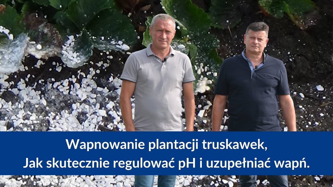 Czas na porządne wapnowanie Twojej plantacji truskawek - jak to skutecznie zrobić?
