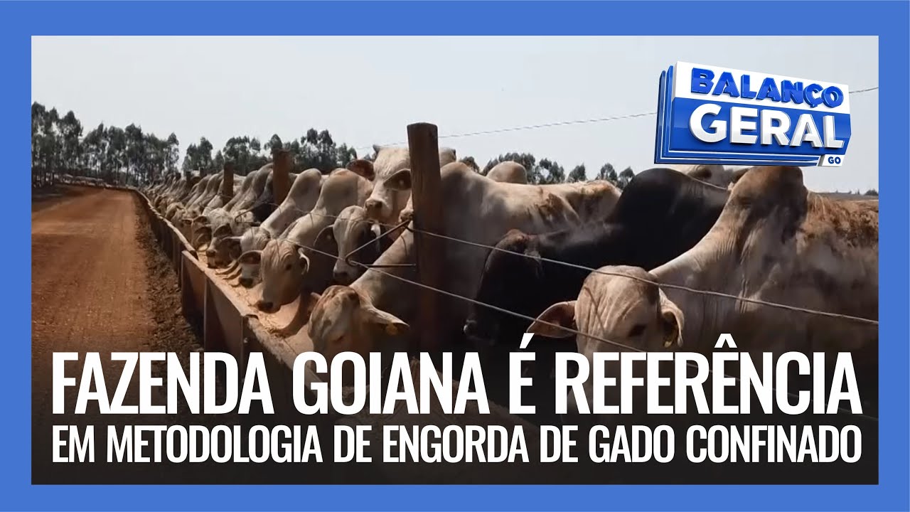 FAZENDA GOIANA É REFERÊNCIA EM METODOLOGIA DE ENGORDA DE GADO CONFINADO