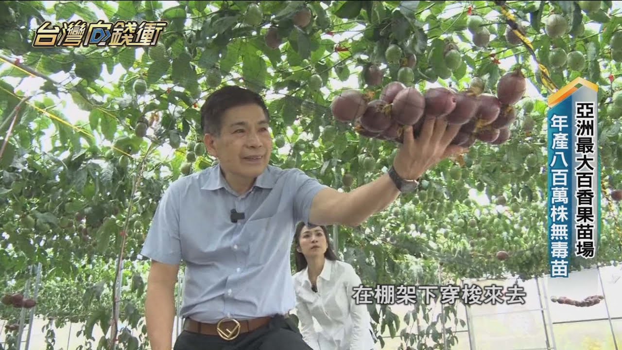 亞洲最大百香果苗場　年產八百萬株無毒苗 20220618【台灣向錢衝】PART1