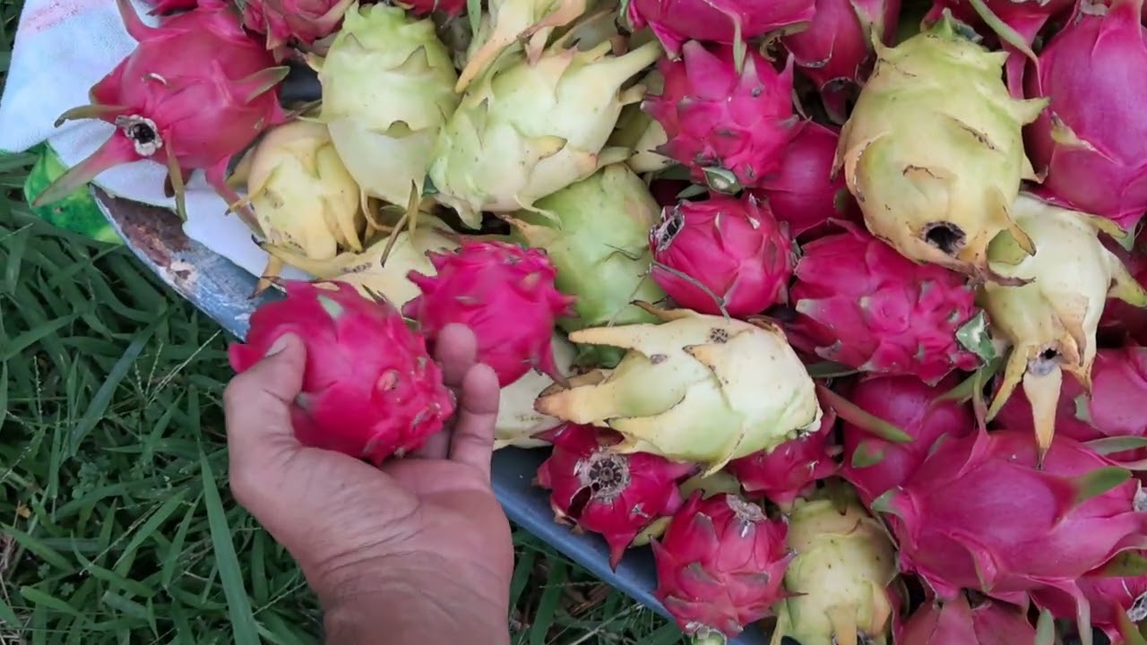 Como trabalhar com  Pitaya-Dicas-Tutoriais 
