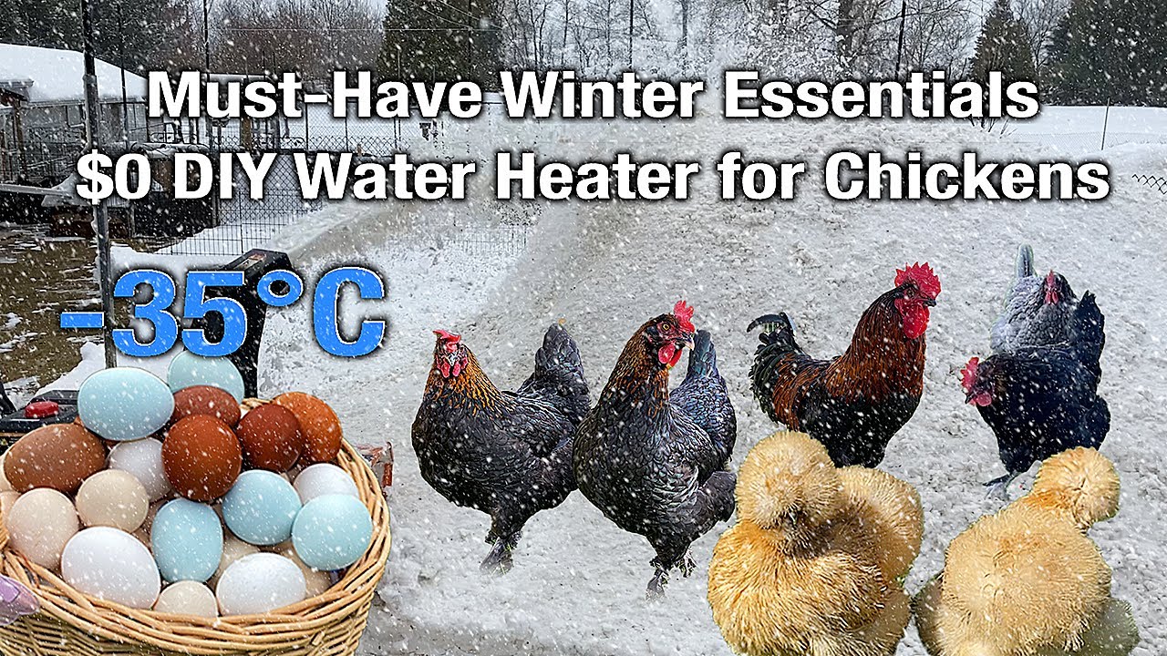 Winter Organic Poultry Care Essentials: Helping Chickens SURVIVING the Cold & Making Tasty Meal