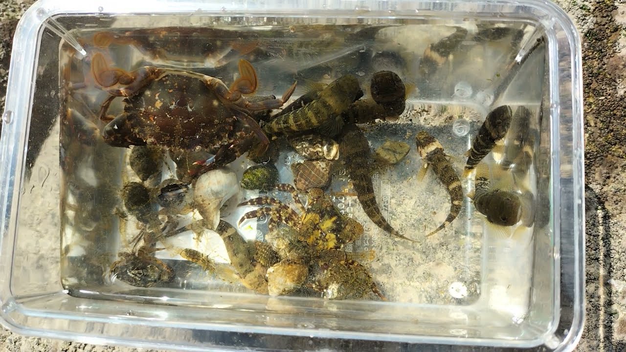 検見川の浜で磯遊び、アゴハゼ、イソガニ、ヤドカリ。
