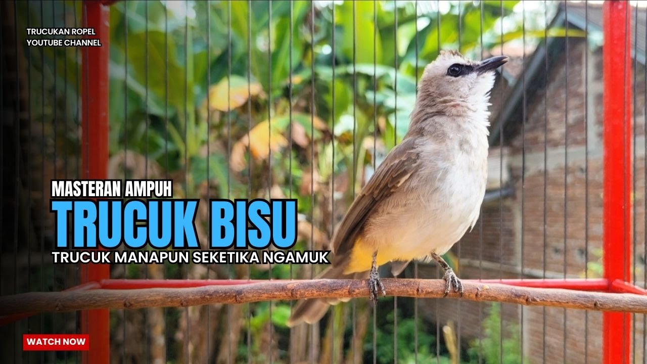 TRUCUKAN gacor TARUNG ROPEL PANJANG pancingan trucukan agar bunyi MASTERAN trucuk gacor EMOSI