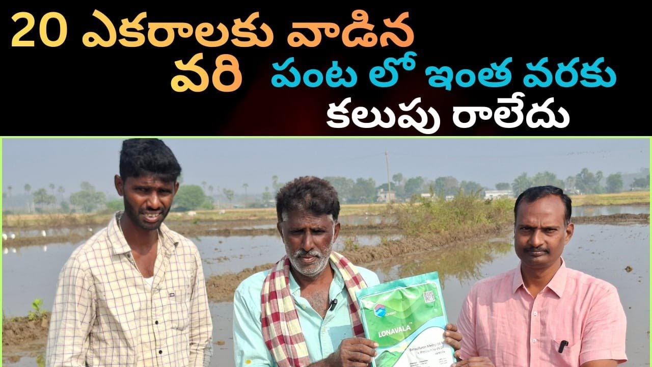 వరి పంట లో ఇంత వరకుకలుపు రాలేదు గత 2 సంవత్సరాల నుండి వాడుతున్న #paddy #herbicide #weedicide