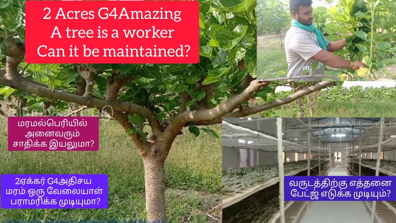 2ஏக்கர் G4அதிசய மரம் ஒரு வேலையாள் பராமரிக்க முடியுமா? மரமல்பெரியில் அனைவரும் சாதிக்க இயலுமா? pattu