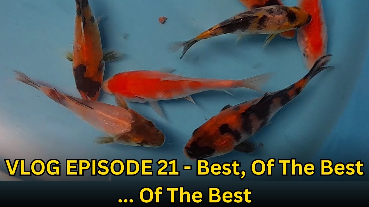 VLOG EPISODE 21 - Best, Of The Best... Of The Best