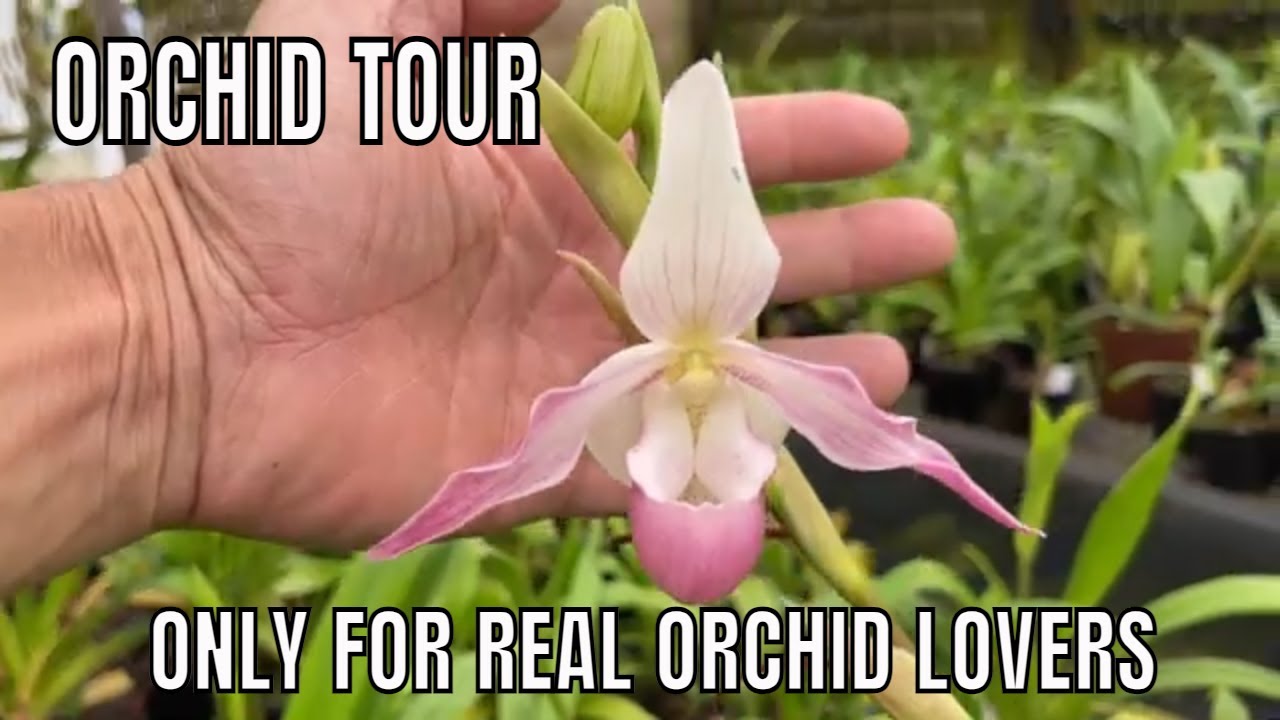 Экскурсия в Afri Orchid Cooling House. Миниатюрные и редкие орхидеи