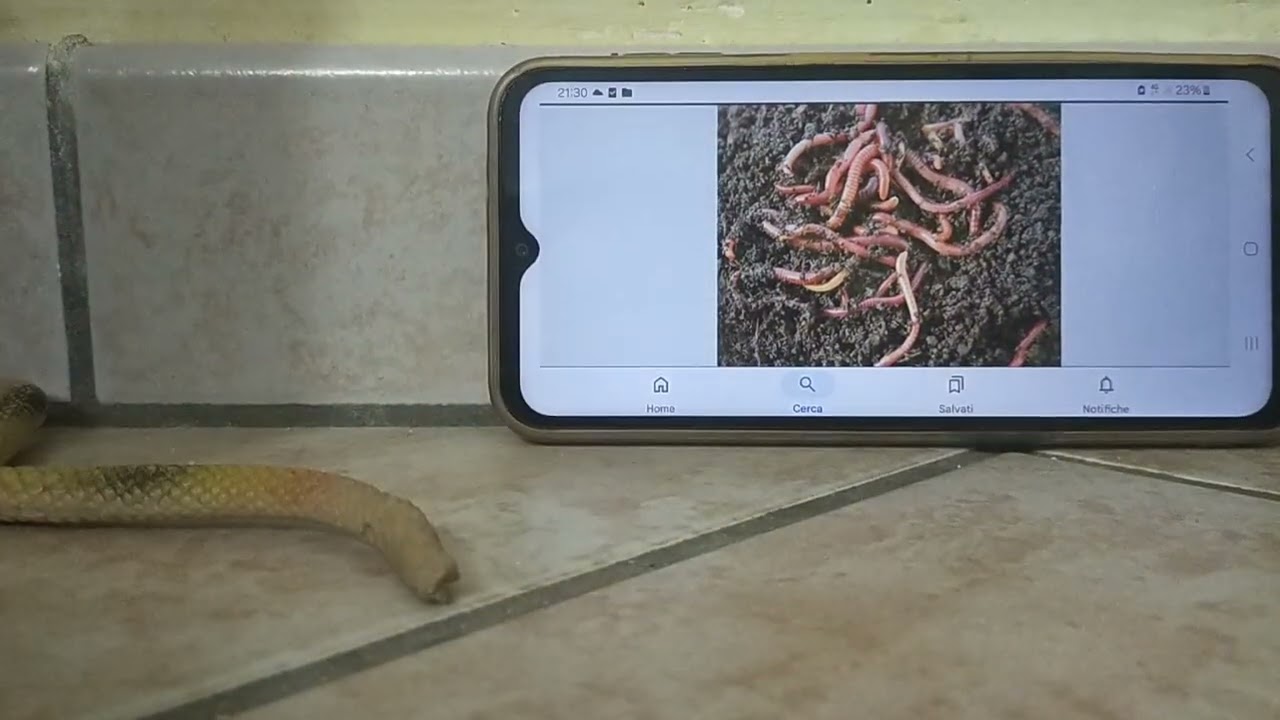 Meet the Animals 137: Worm