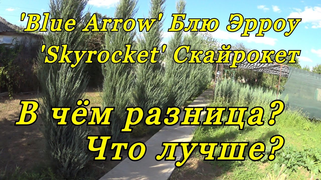 Скальные можжевельники БЛЮ ЭРРОУ (Blue Arrow) и СКАЙРОКЕТ (Skyrocket) - в чём разница?