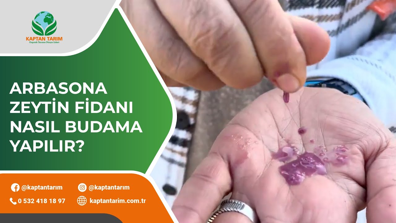 ARBASONA ZEYTİN FİDANI NASIL BUDAMA YAPILIR?