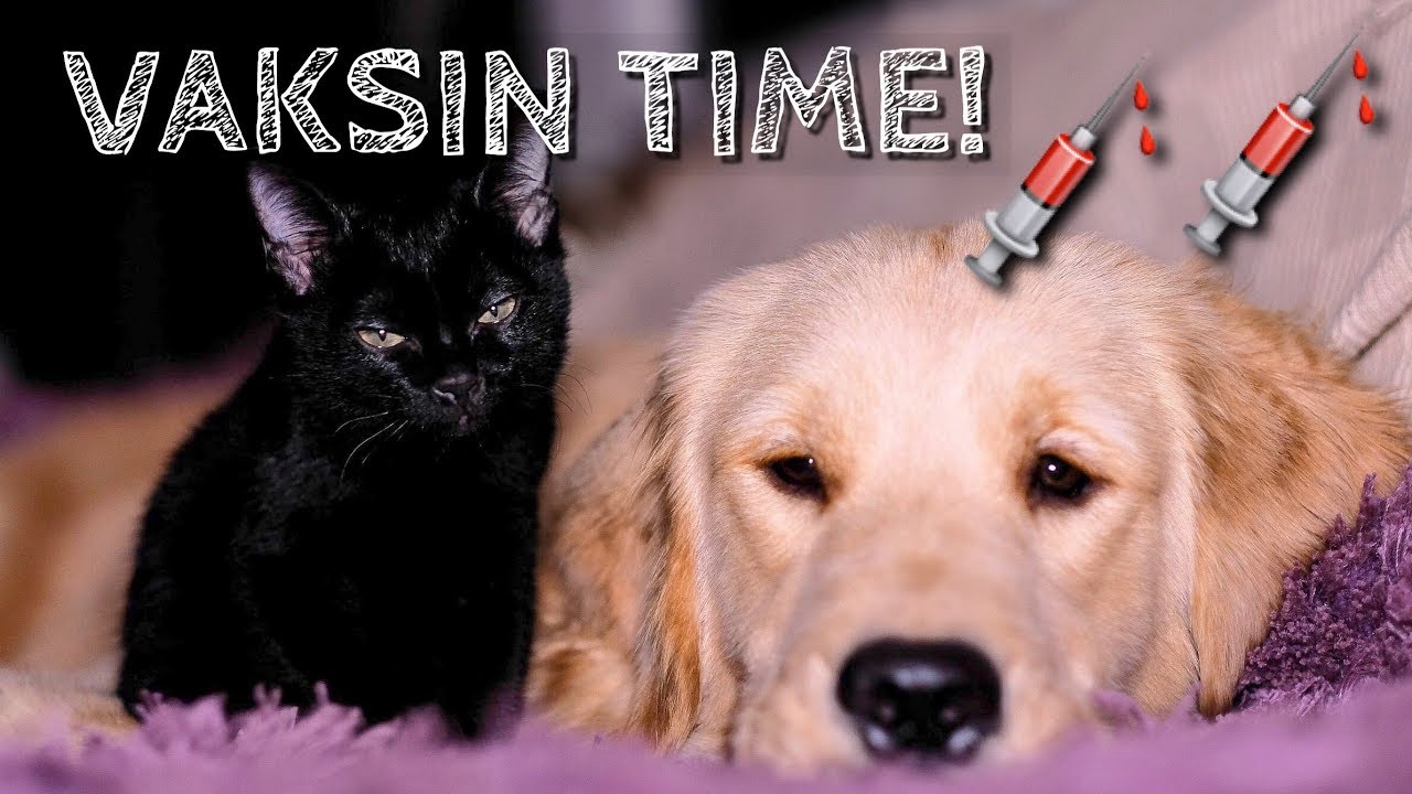 VAKSIN SNOWA DAN AKEERA! | SNOWA THE GOLDEN & AKEERA THE BLACK CAT
