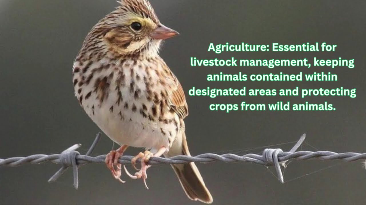 barbed wire #bangaluru #barbedwire #fencing