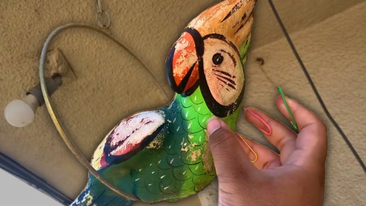 Outdoors ASMR (Tapping & Scratching) 🦜 @IllusionArtttAsmr  - lofi