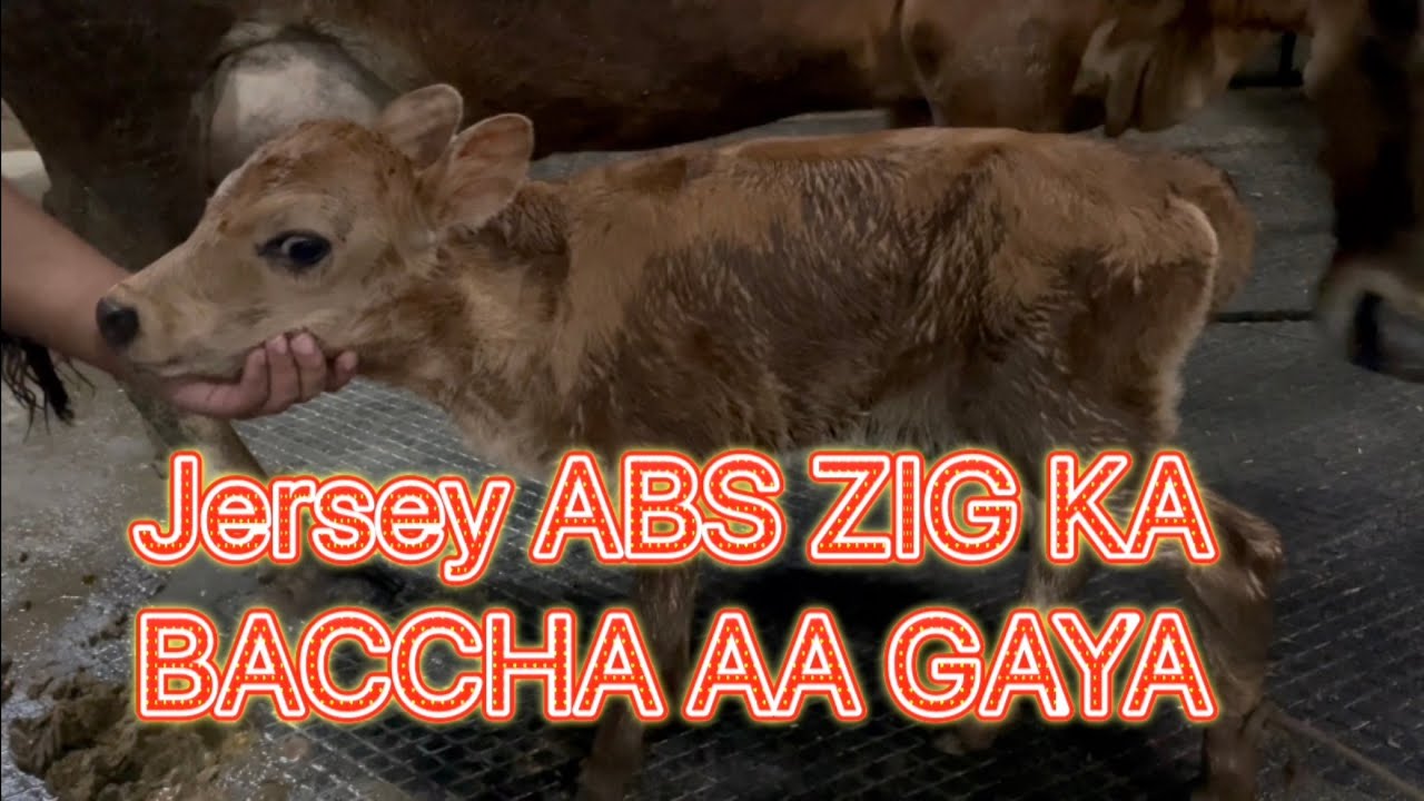 Jersey ki bacchiya aur farm ka haal chal