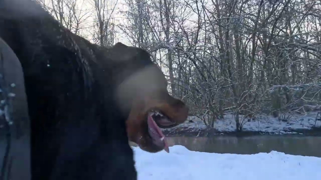 Yuricam | Rottweiler | Purmerbos | Winter 2026 #Rottweiler #doglife 